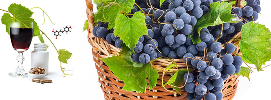 Vin rouge, gélules et molécule de resvératrol près d'un panier de raisins noirs, SANUSq Health sur les bienfaits du resvératrol
