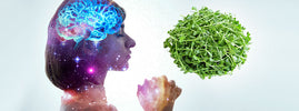 Silhouette de femme au cerveau illuminé face à des jeunes pousses vertes, évoquant la mémoire — SANUSq Health