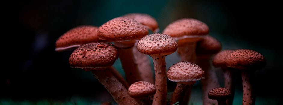 Champignons médicinaux comme le reishi et l'immunité