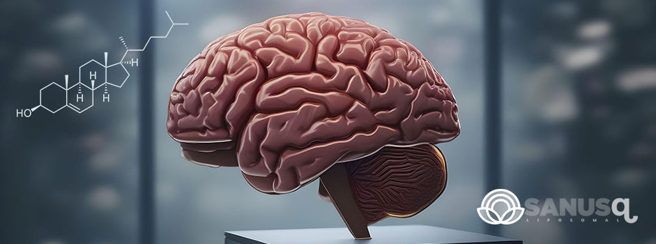 Découvrez comment le cholestérol influence positivement la santé de votre cerveau !