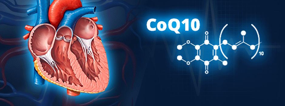 Coupe anatomique du cœur près de la molécule de CoQ10, par SANUSq Health sur la CoQ10 et l'insuffisance cardiaque