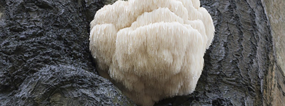 Champignon crinière de lion sauvage poussant sur un tronc d'arbre, connu pour le cerveau et l'humeur – SANUSq Health