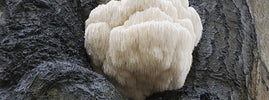Champignon crinière de lion sauvage poussant sur un tronc d'arbre, connu pour le cerveau et l'humeur – SANUSq Health