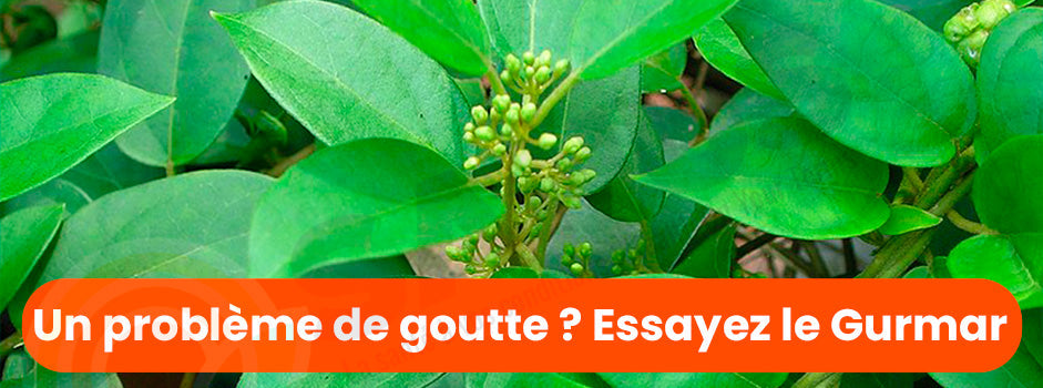 Gurmar (gymnema) : glycémie, sucre et goutte