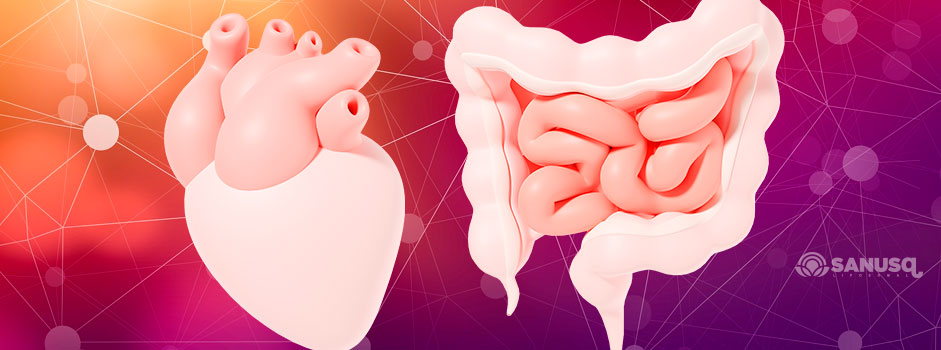 Illustration d'un cœur et d'un intestin reliés, évoquant l'axe intestin-cœur — SANUSq Health