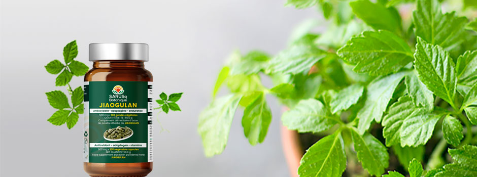 Flacon de gélules de jiaogulan SANUSq Botanique à côté d'un plant de jiaogulan en pot, SANUSq Health
