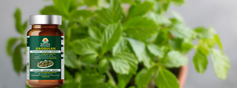 Flacon de gélules de Jiaogulan SANUSq Health devant une plante de jiaogulan, pour un article sur la recherche et le cancer