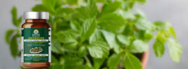 Flacon de gélules de Jiaogulan SANUSq Health devant une plante de jiaogulan, pour un article sur la recherche et le cancer
