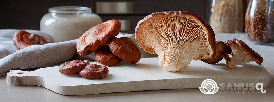 Les 5 principaux bienfaits des champignons Reishi pour votre santé