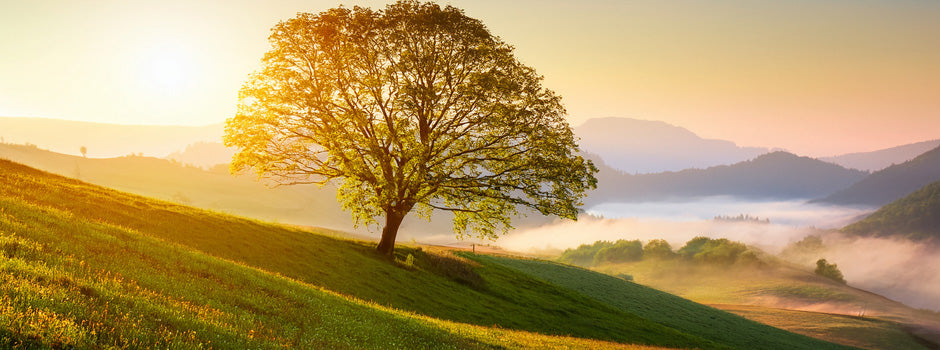 Arbre solitaire sur une colline verdoyante au lever du soleil, symbole d'optimisme et de longévité, SANUSq Health