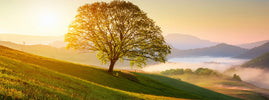Arbre solitaire sur une colline verdoyante au lever du soleil, symbole d'optimisme et de longévité, SANUSq Health