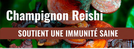 Le reishi pour le cœur en hiver