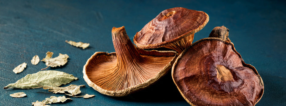 Champignons reishi (Ganoderma lucidum), un adaptogène traditionnel — SANUSq Health