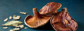 Champignons reishi (Ganoderma lucidum), un adaptogène traditionnel — SANUSq Health