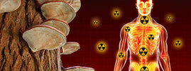 Champignons reishi poussant sur un tronc d'arbre à côté d'un corps humain exposé aux radiations, SANUSq Health