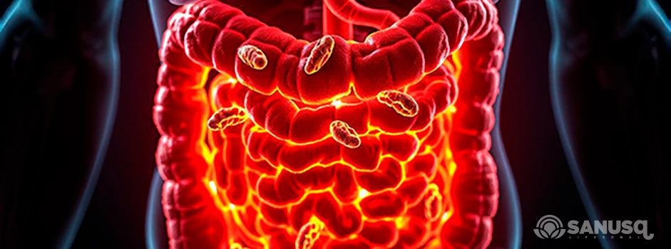 Illustration du système digestif et de l'intestin, évoquant la santé du microbiote — SANUSq Health