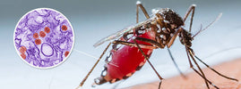 Moustique tigre piquant la peau, avec un gros plan des particules du virus Zika – SANUSq Health