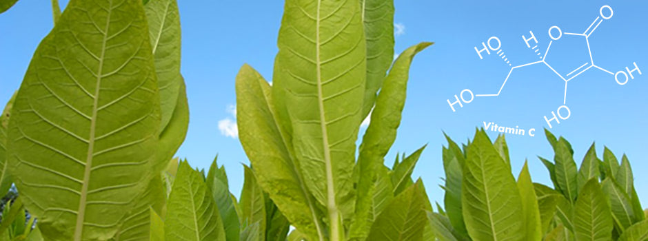 Feuilles de tabac sur fond de ciel bleu avec la molécule de vitamine C, carence chez les fumeurs – SANUSq Health