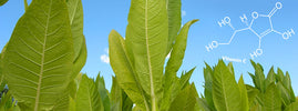 Feuilles de tabac sur fond de ciel bleu avec la molécule de vitamine C, carence chez les fumeurs – SANUSq Health