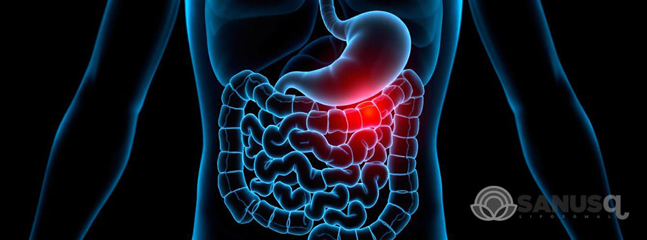 L'influence méconnue de la vitamine D sur votre santé digestive