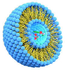 Structure des liposomes