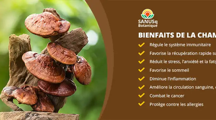 Bienfaits du champignon Reishi SANUSq Botanique – immunité, stress, sommeil, inflammation, circulation et allergies
